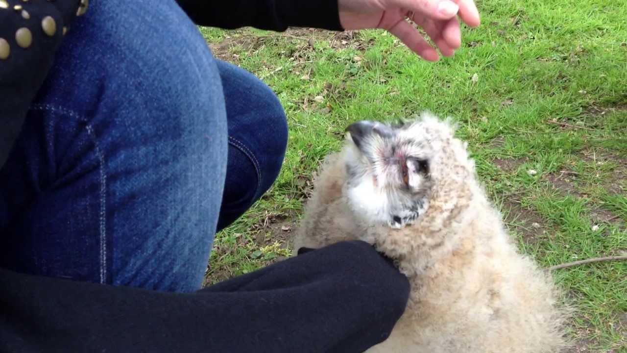 Baby Siberian Eagle Owl