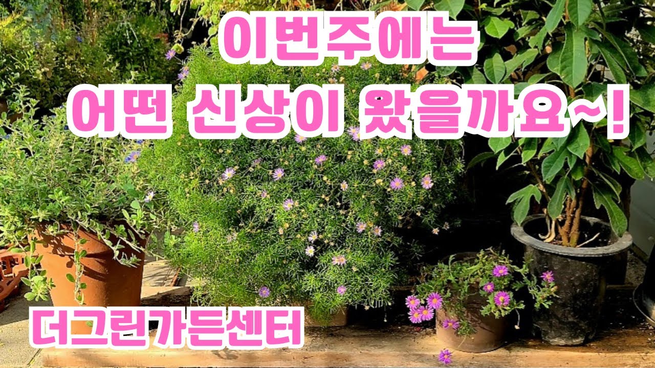 더그린가든센터 🌳섬개야광나무🌸둥근잎자남🌸베고니아 슐제이 캐롤라인폴리아 루즈팜 🌸사랑초 푸푸레아 파달리스 리비다🌸페라고늄 집스프레다버지스 🌸무늬올리브 🌸은매화 🌸분홍 흰 보라싸리 🌳