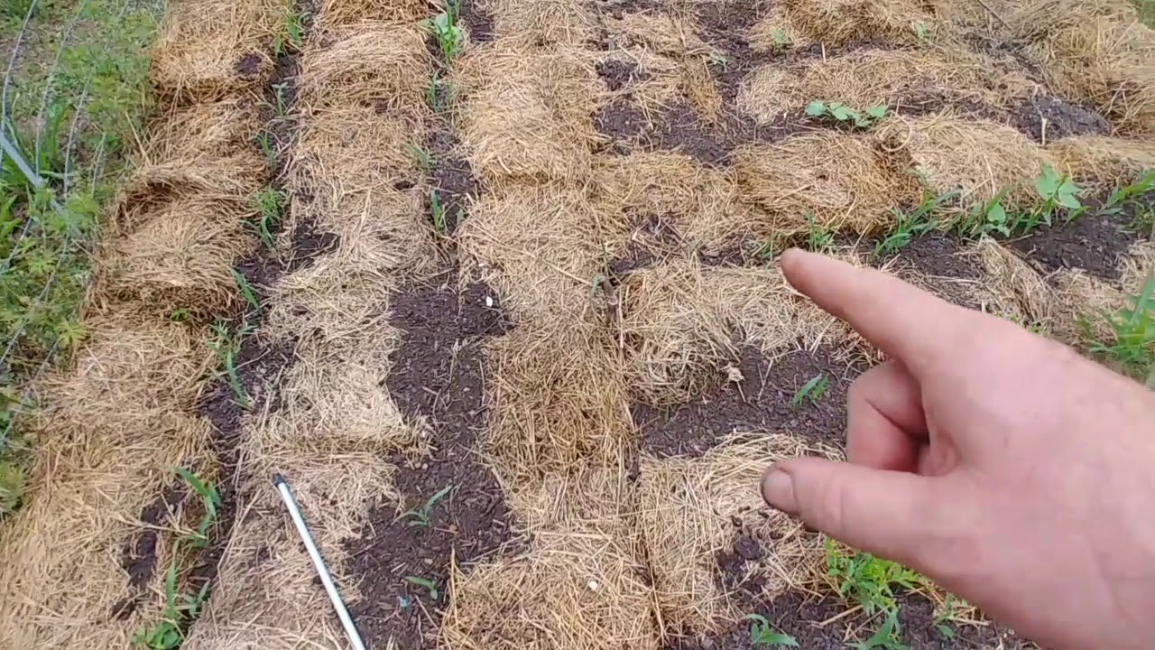 Caveman gardening, no dig, not till, little weeding