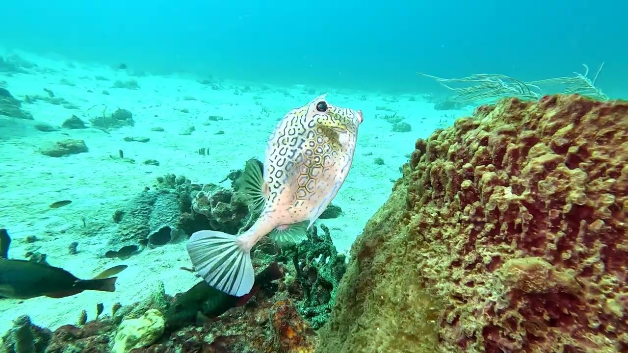 Best of Caribbean diving 2024