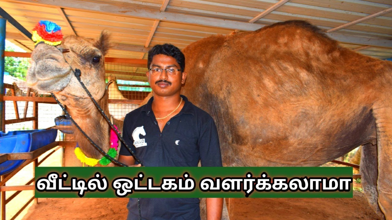 ஒட்டகம் தமிழ்நாட்டில் வளர்க்கலாமா | Camel farm in south india