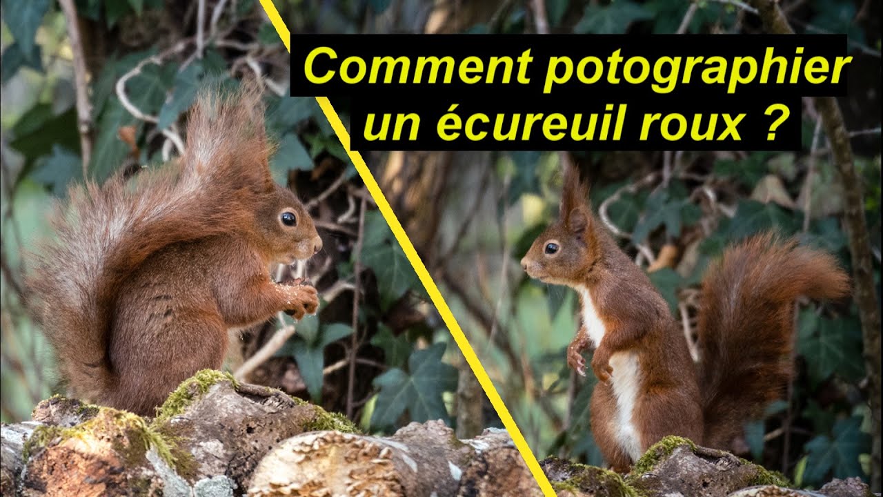 Photo animalière : comment photographier un écureuil   #photoanimaliere #conseils #tuto