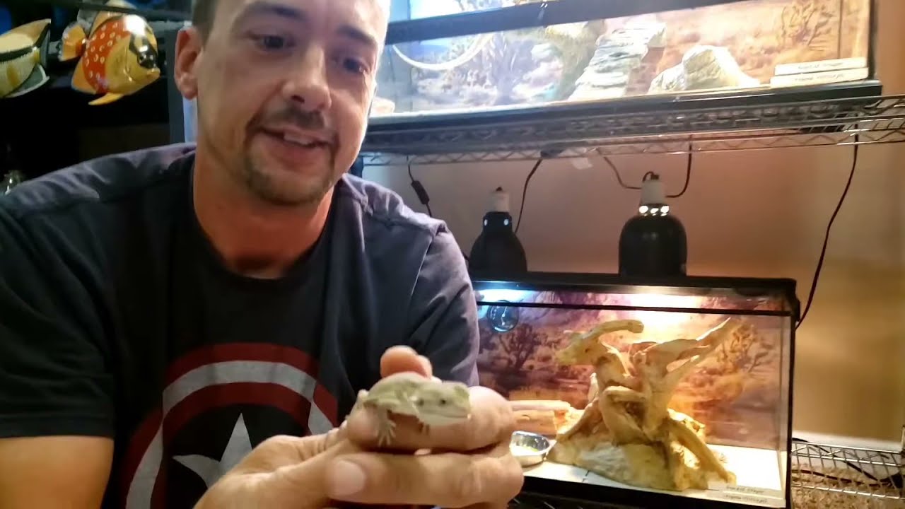 MEANEST BABY BEARDED DRAGON EVER - KAOS