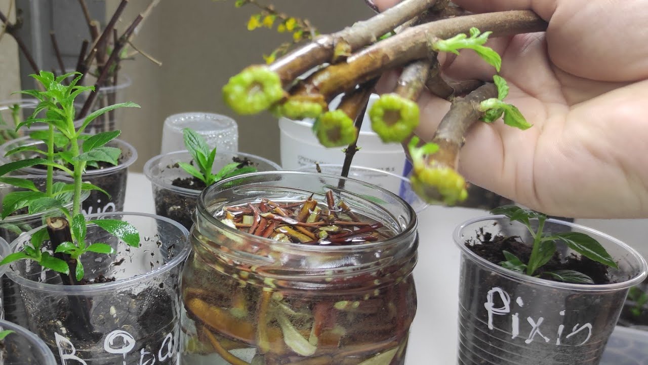 Готовлю ивовую  воду  для укоренения метельчатой гортензии в воде 🌿Первая подкормка черенков 🌿