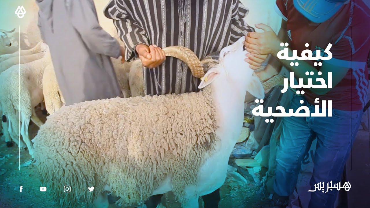 بالفيديو.. تعرف على كيفية اختيار أضحية العيد بشكل سليم