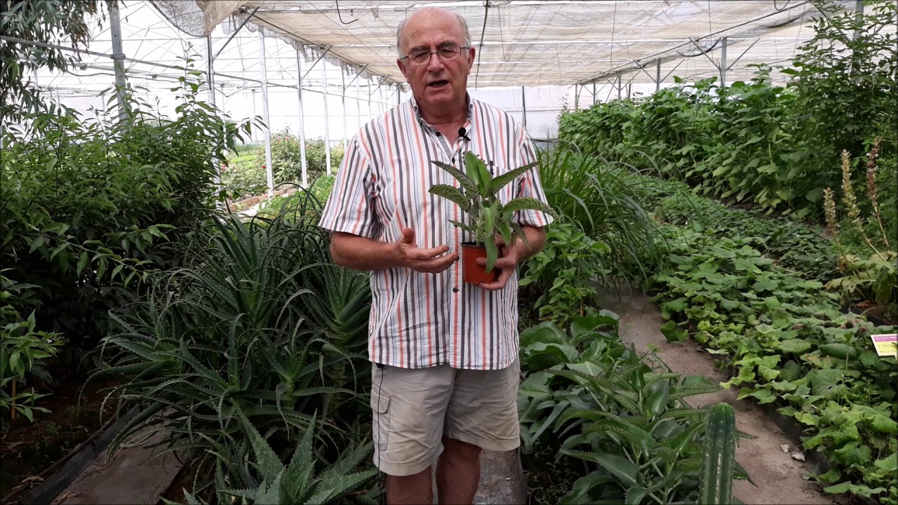 Josep P&agrave;mies - Kalanchoe daigremontiana