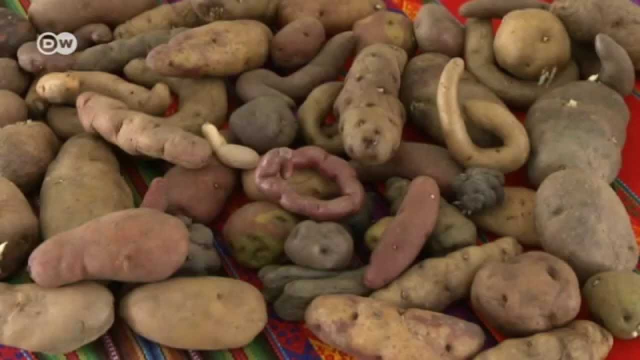 Las papas: el verdadero oro de los Incas | Global 3000