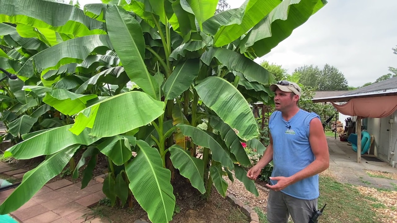 It's Worth a Grow: Hardy Banana (Musa Basjoo)
