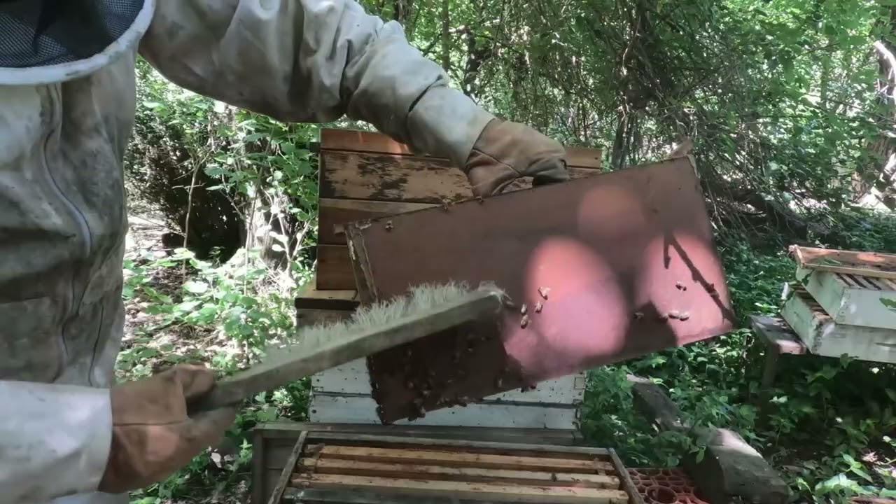 Abejas Trabajando Musica Quiero una Colmena
