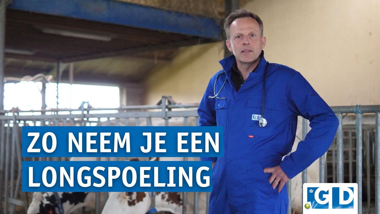 Hoe neem je een longspoeling bij een volwassen rund