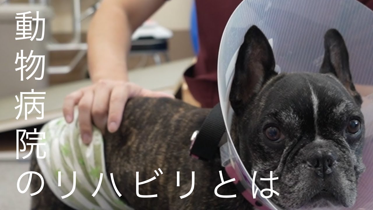 【アニマルクリニックこばやし】動物病院のリハビリテーションのご紹介