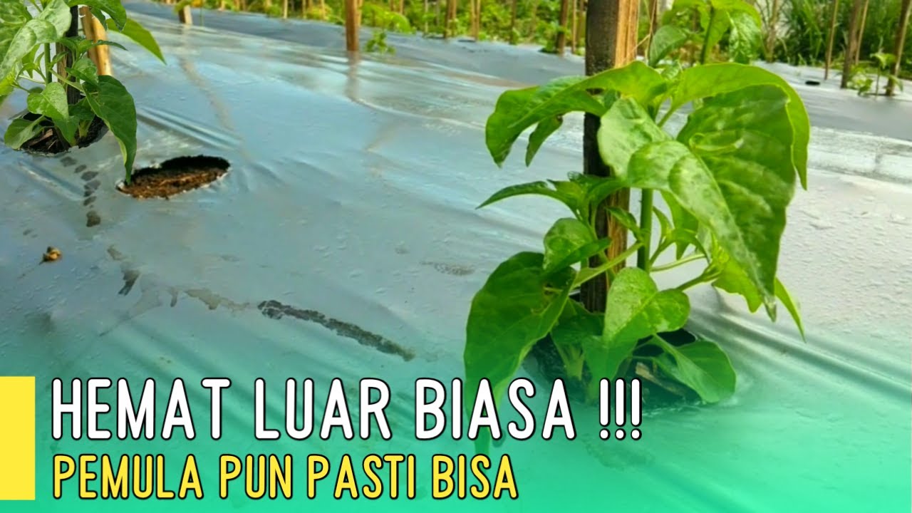 SUPER HEMAT DAN IRIT !! METODE TANAM CABAI PALING HEMAT !! METODE PROFESOR CABAI MAS UDIN