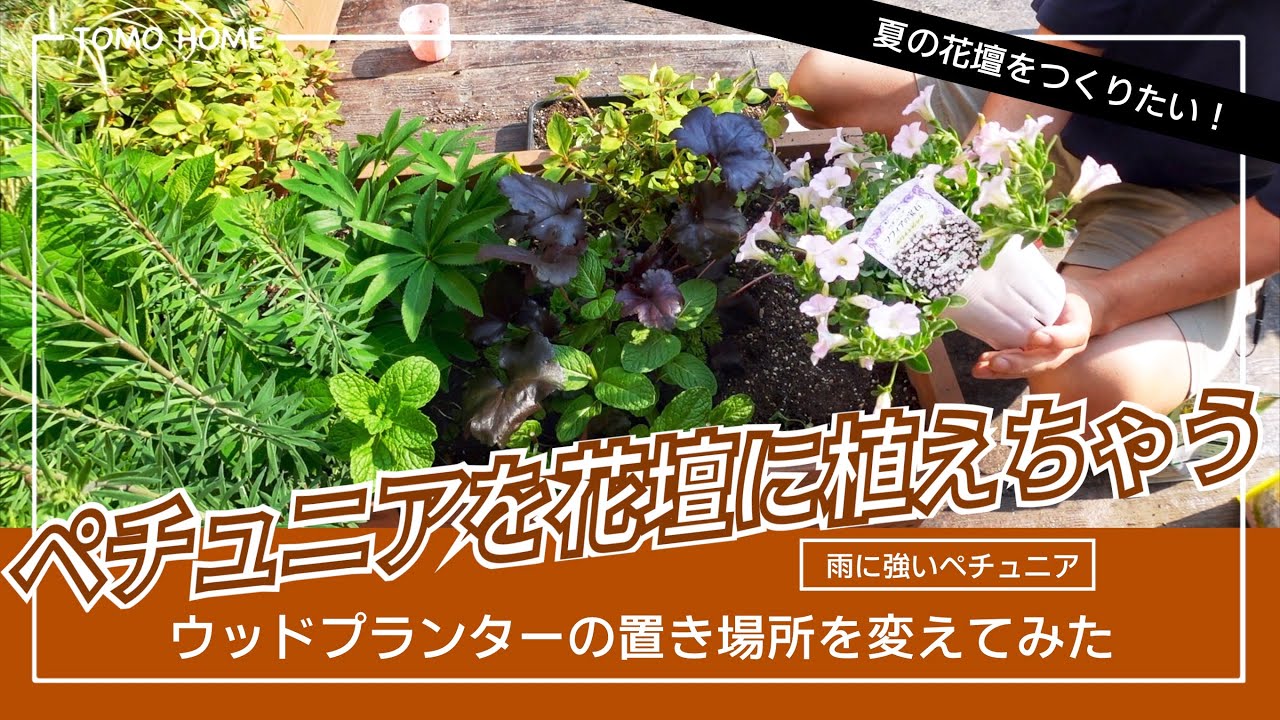 【雨に強い】花壇に植えられるペチュニアの紹介・プランターのレイアウトを変える