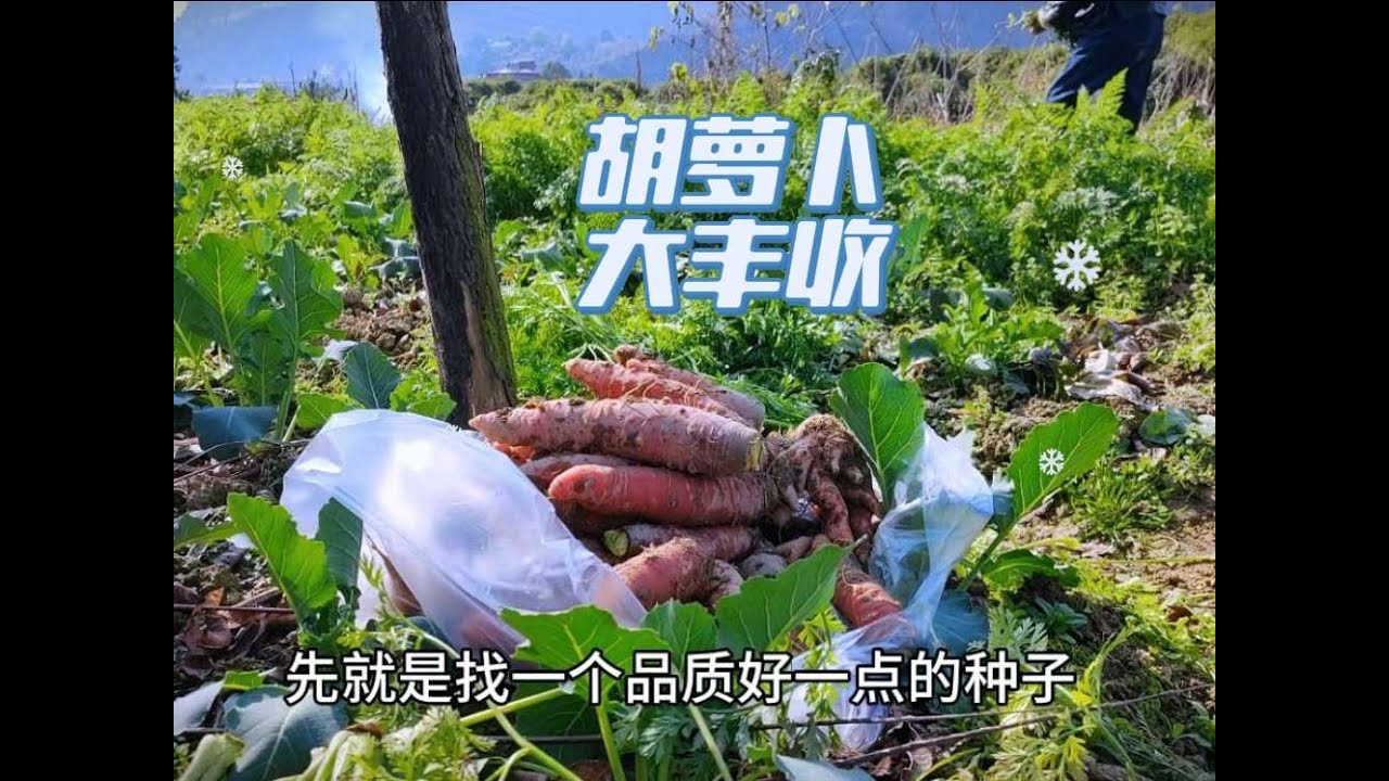 胡萝卜大丰收，冬寒菜长势喜人，老王炖一锅五彩缤纷的萝卜