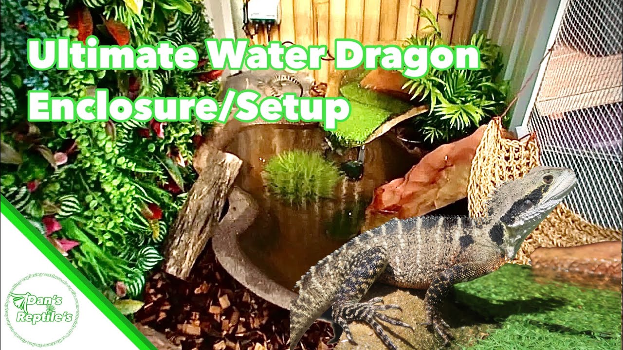 Ultimate Outdoor Water Dragon Enclosure/Setup Tutorial
