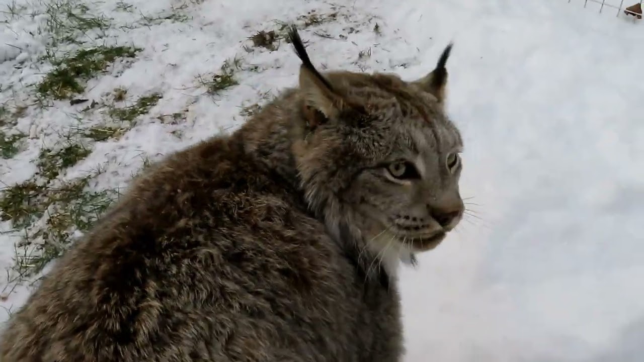 Max Canada Lynx Snow Wonderful!