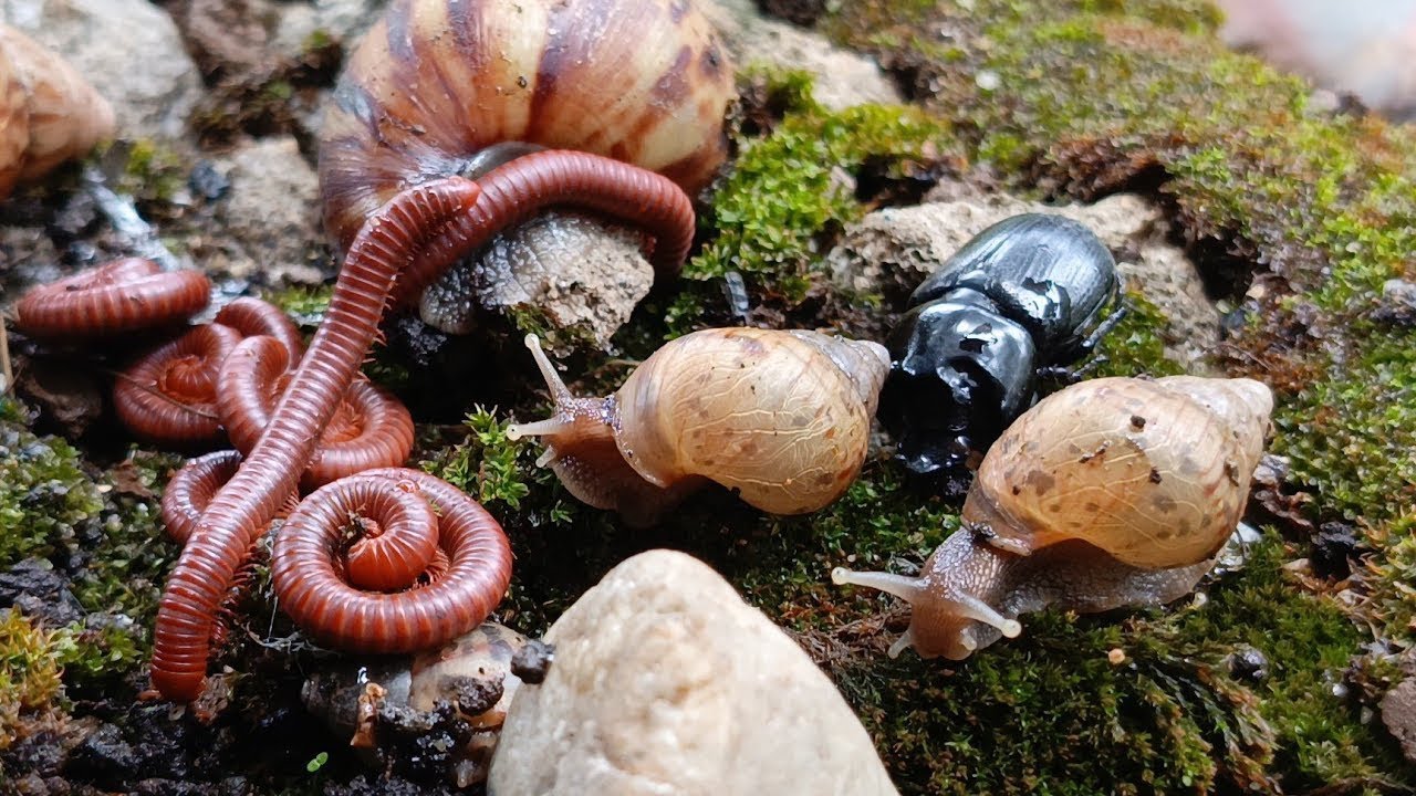 Nature’s Pace: Peaceful Moments with a Millipede and Snail Colony #SlowLiving  #OddlySatisfying