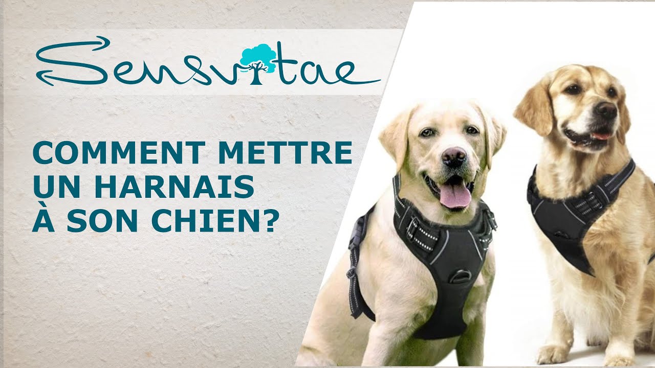 Comment mettre un harnais pour chien