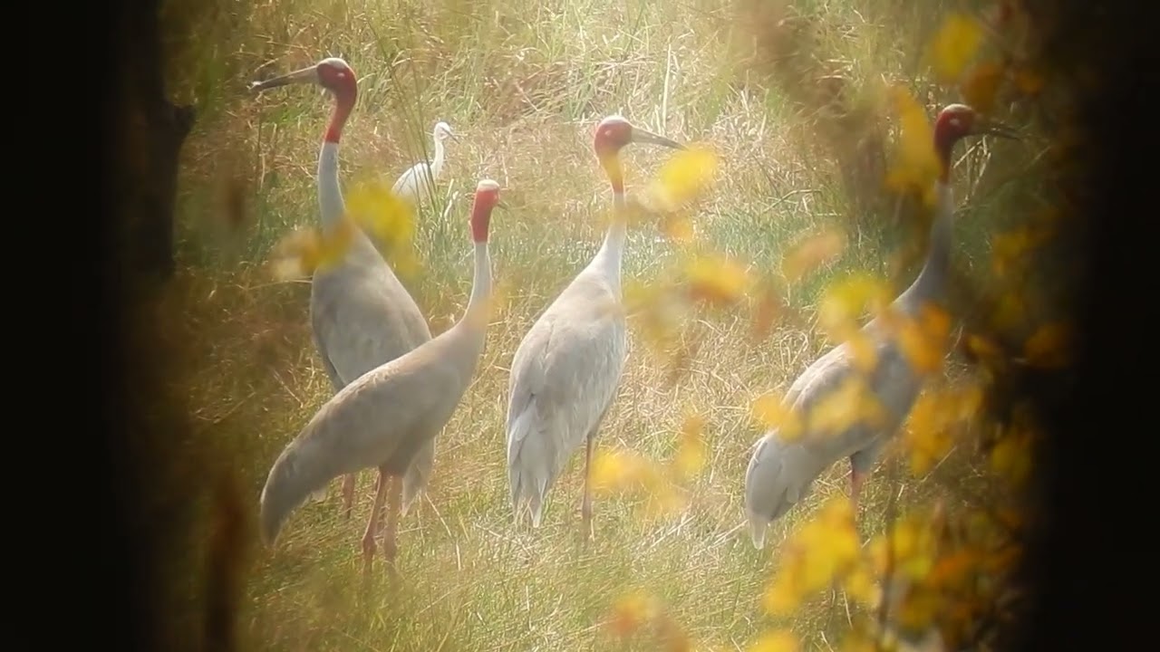 Sarus Crane - Birds of Cambodia | Birds | Nature | Wildlife | Cambodia |