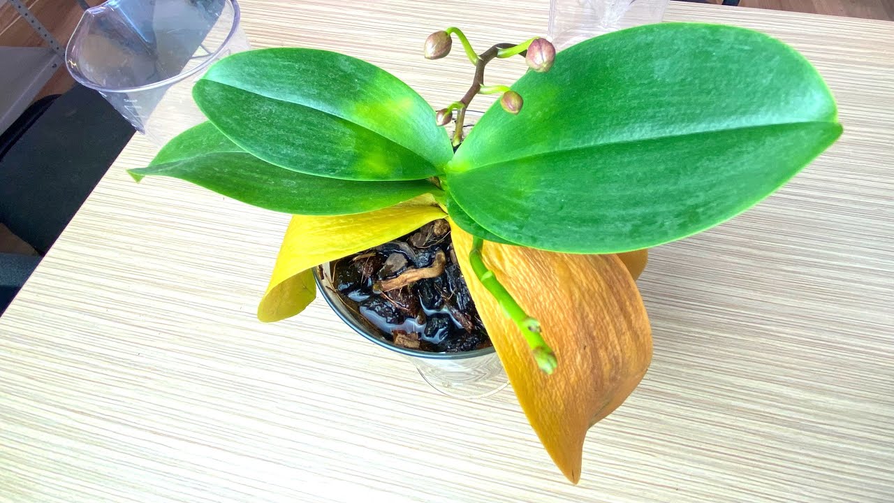 желтеют листья орхидей НЕ ТОРОПИТЕСЬ ИХ КОРМИТЬ проблемы с листьями орхидеи в другом