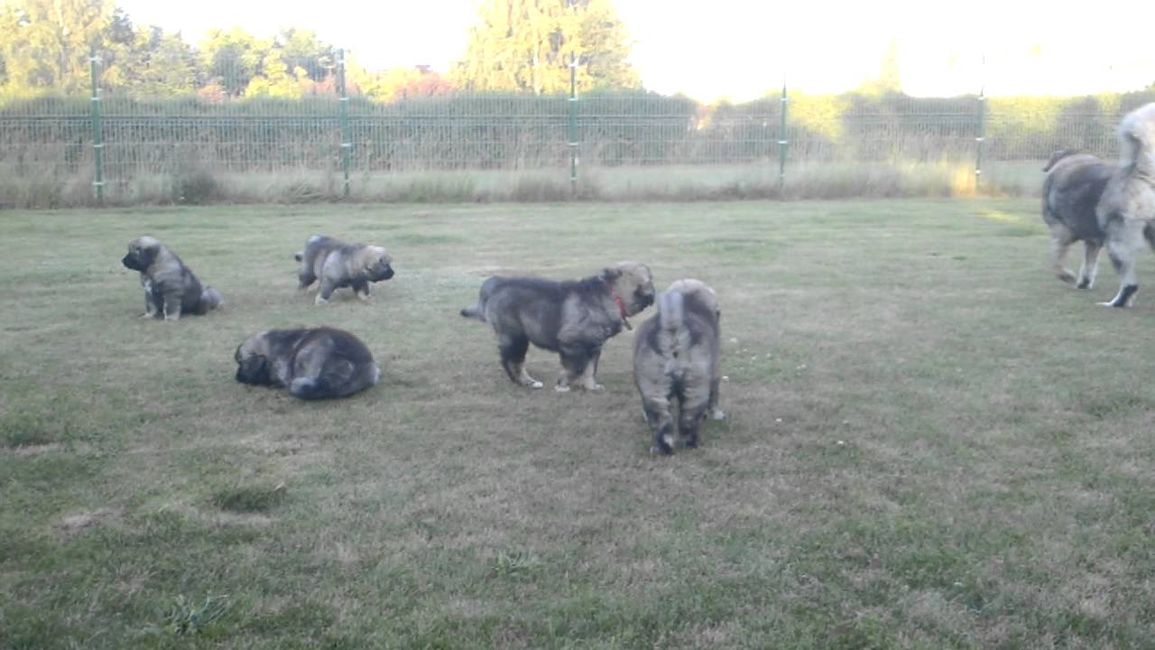Caucasian shepherd Puppies kennel RUSSIAN DIAMOND PUPPIES