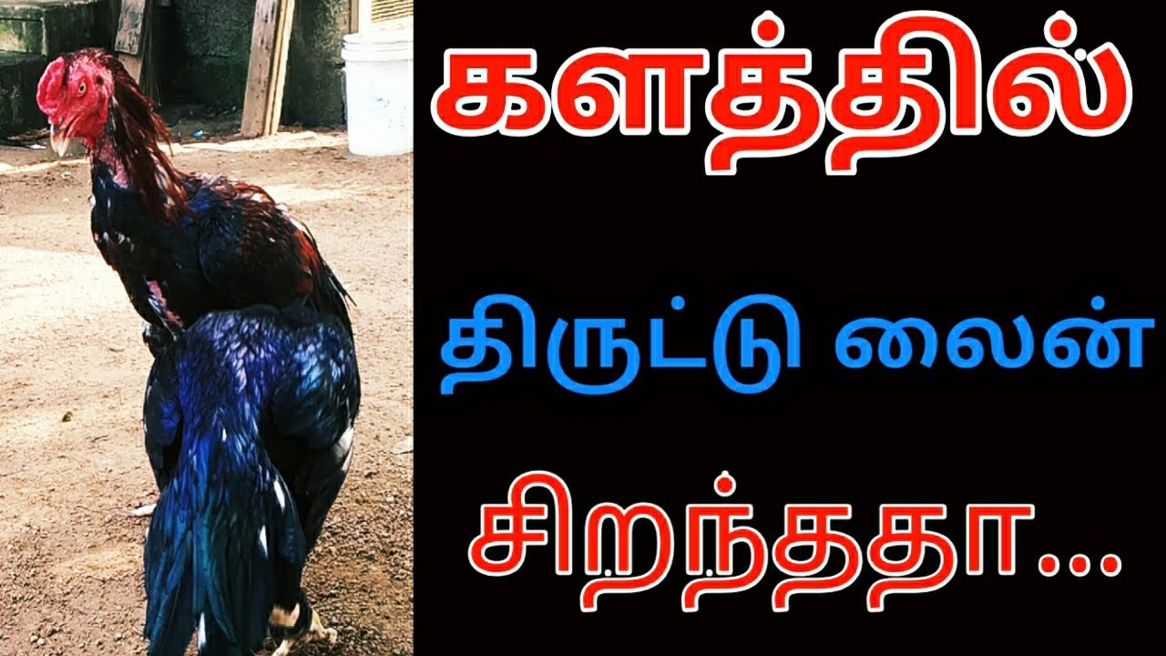 திருட்டு லைன் செய்யும் சேவல்கள் பற்றிய தொகுப்பு...