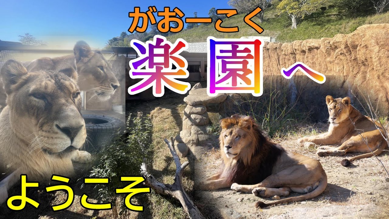 楽園(がおーこく)へようこそ🦁KAMINE ZOO LION