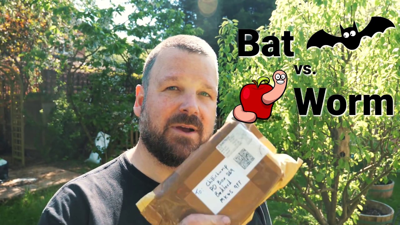 Bat Guano vs. Vermicompost experiment for chilli plants