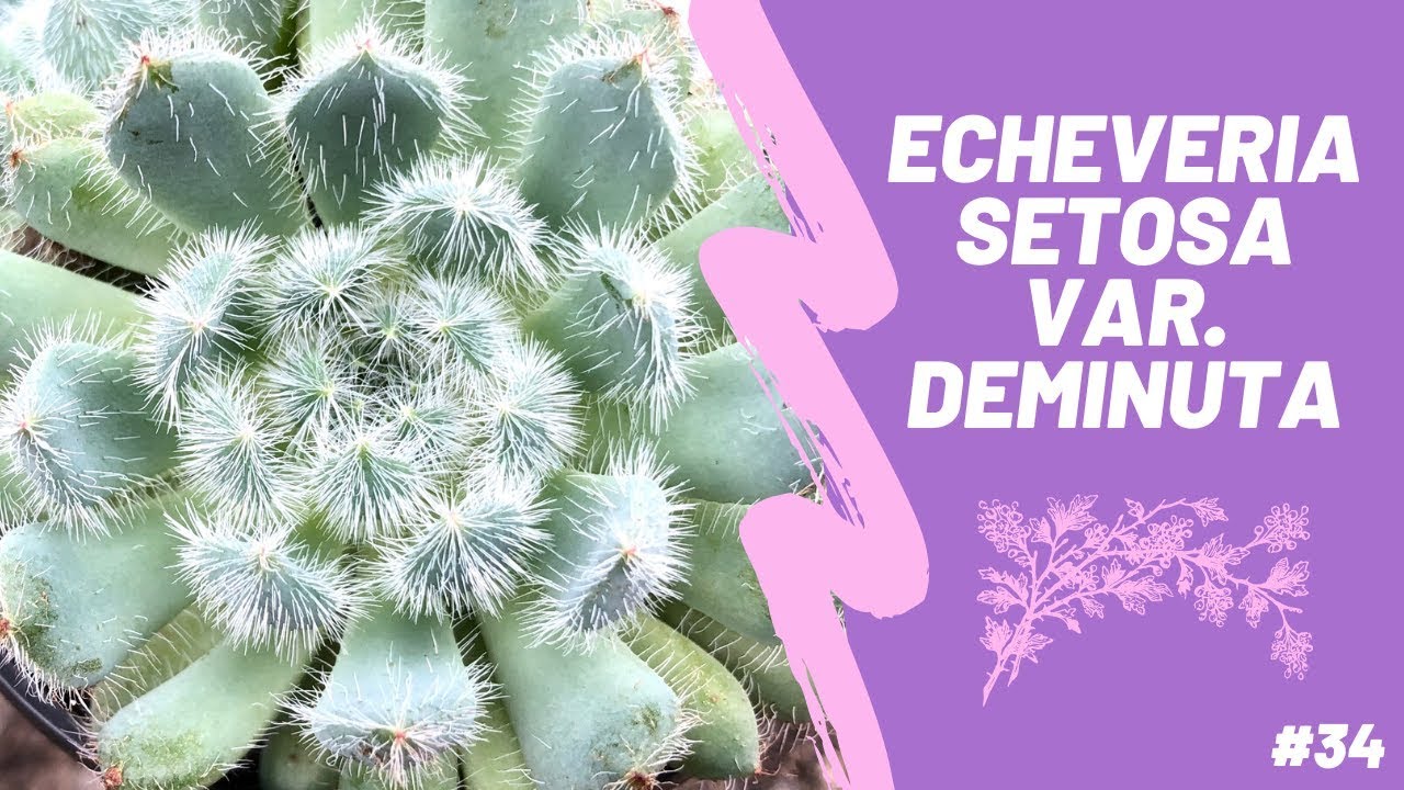 ECHEVERIA SETOSA VAR. DEMINUTA | Setosa FO-42