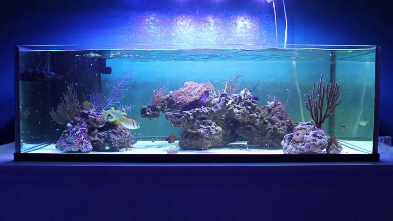 Feeding video 720p60