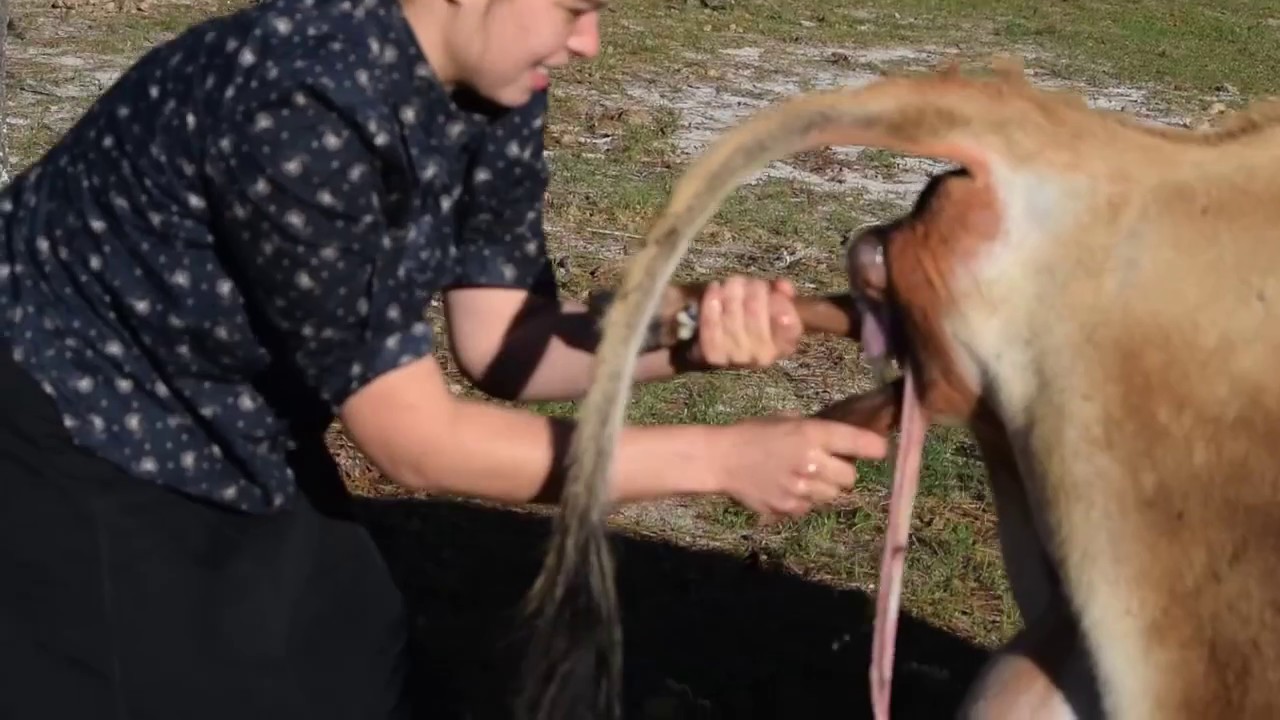 Cow Signs of Labor and Calving  - Raising a Family Milk Cow, Pt 3