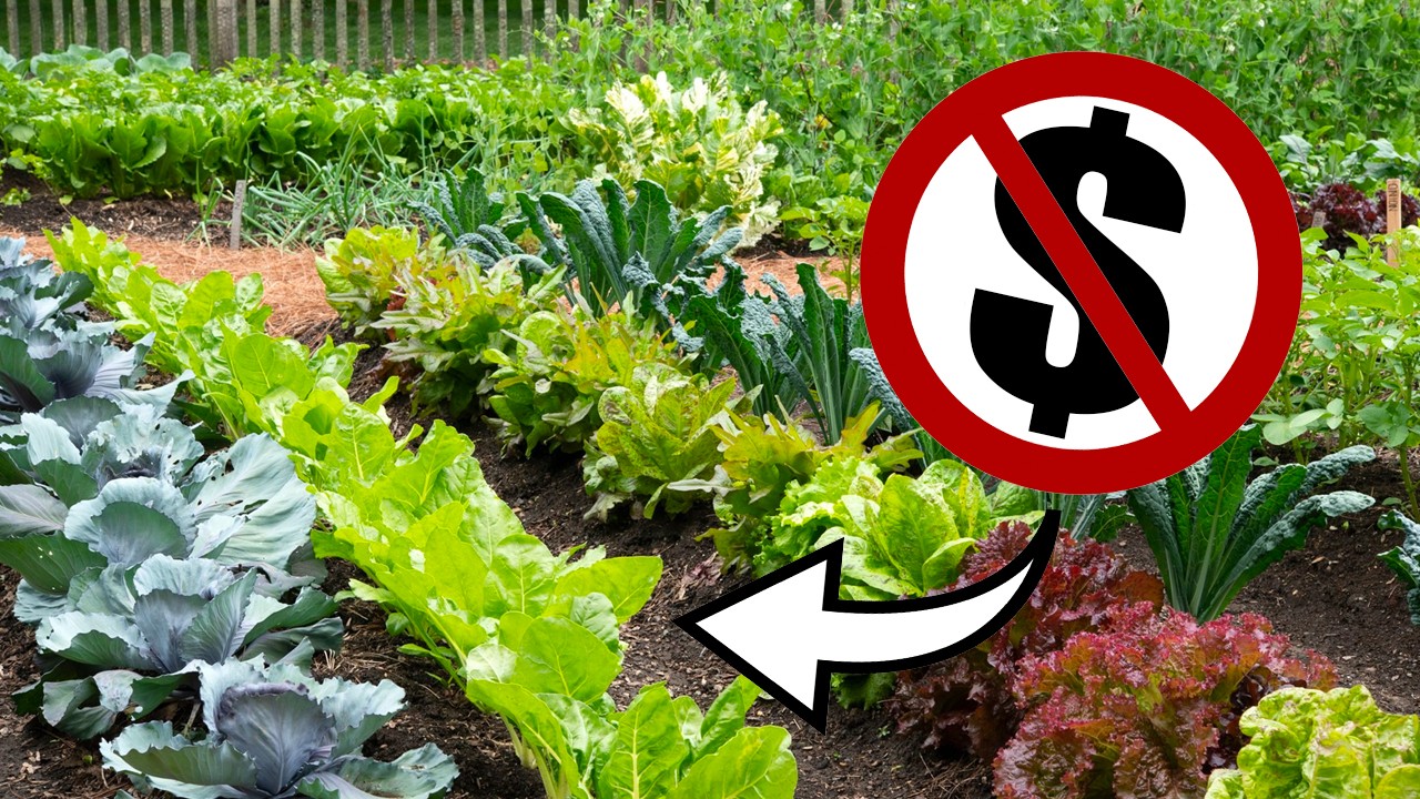 GARDEN from Scratch for FREE // ZERO COST Gardening