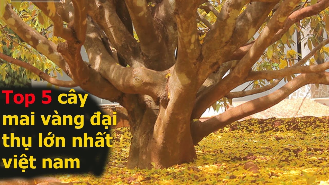 Điểm danh 5 cây mai Vàng tiền tỷ khủng nhất việt nam