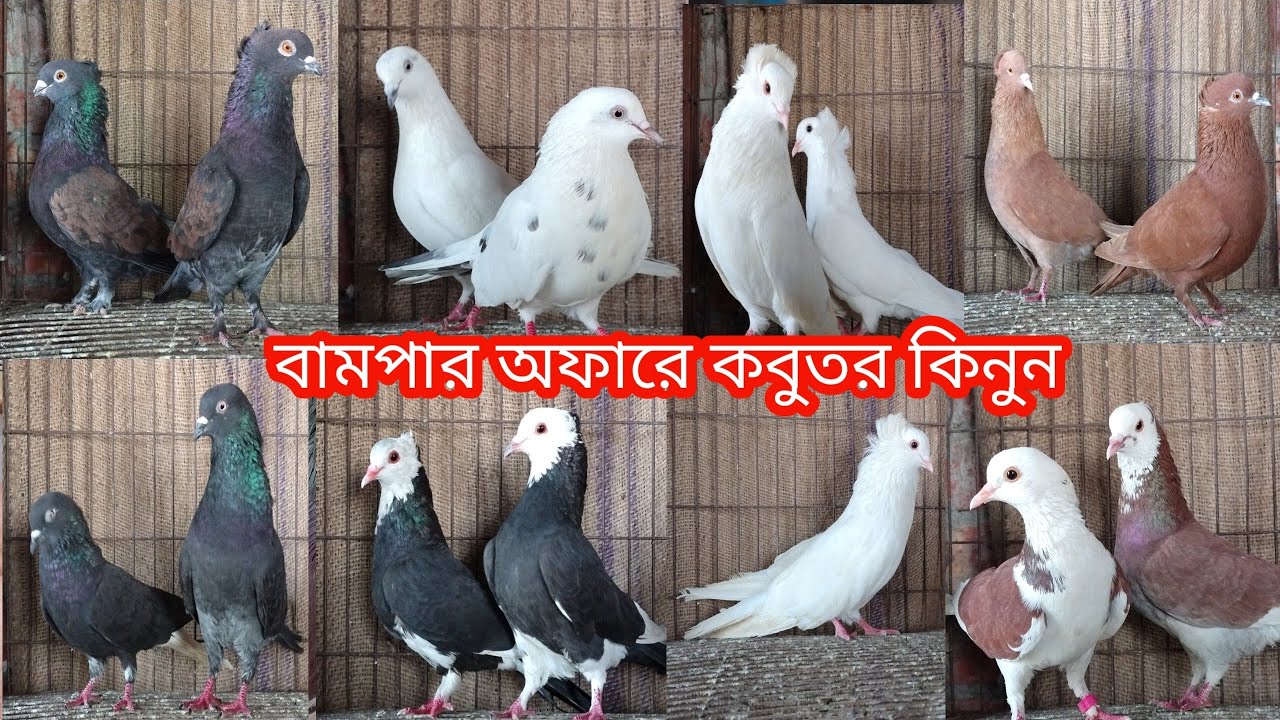 বামপার অফারে কবুতর কিনুন আজই||রেজা কবুতর ঘর বগুড়া||কবুতরের দাম দর-২০২৬||Pegion price bd-2026||