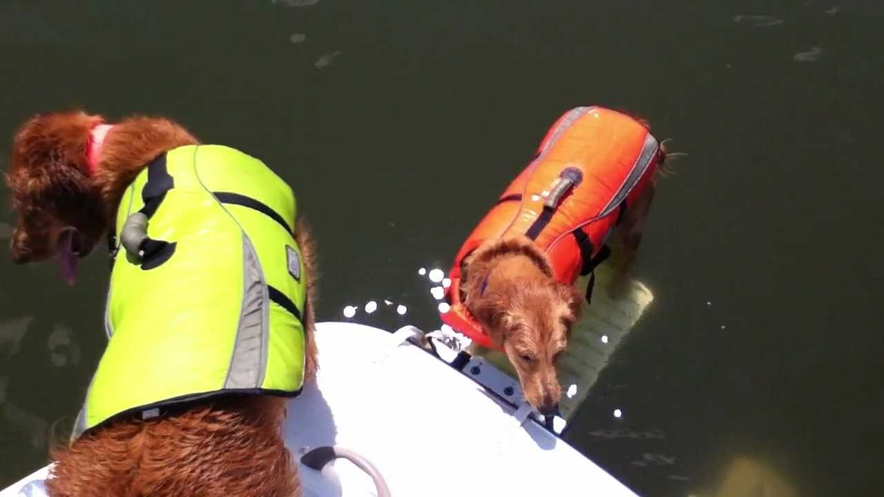 Load-A-Pup in action -- our two dogs using it on our boat