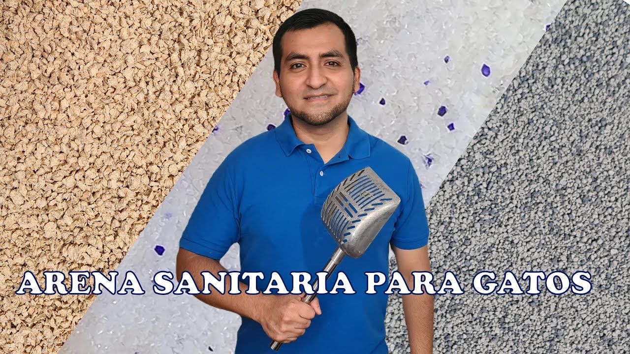 Bentonita, cristales y lecho vegetal: lo bueno y lo malo de las arenas sanitarias para gatos