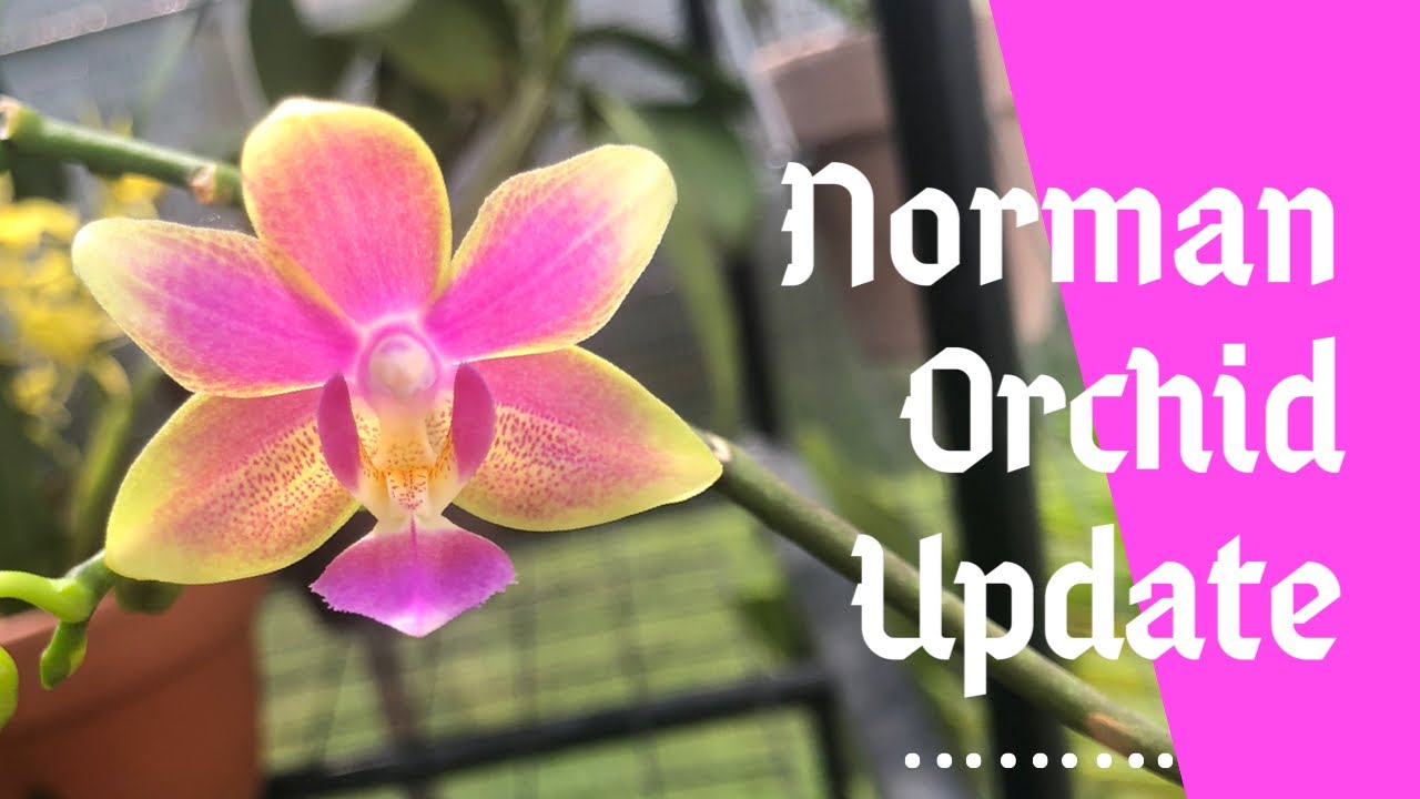 UPDATE 🌞 On My Norman Orchids//Orchids.com