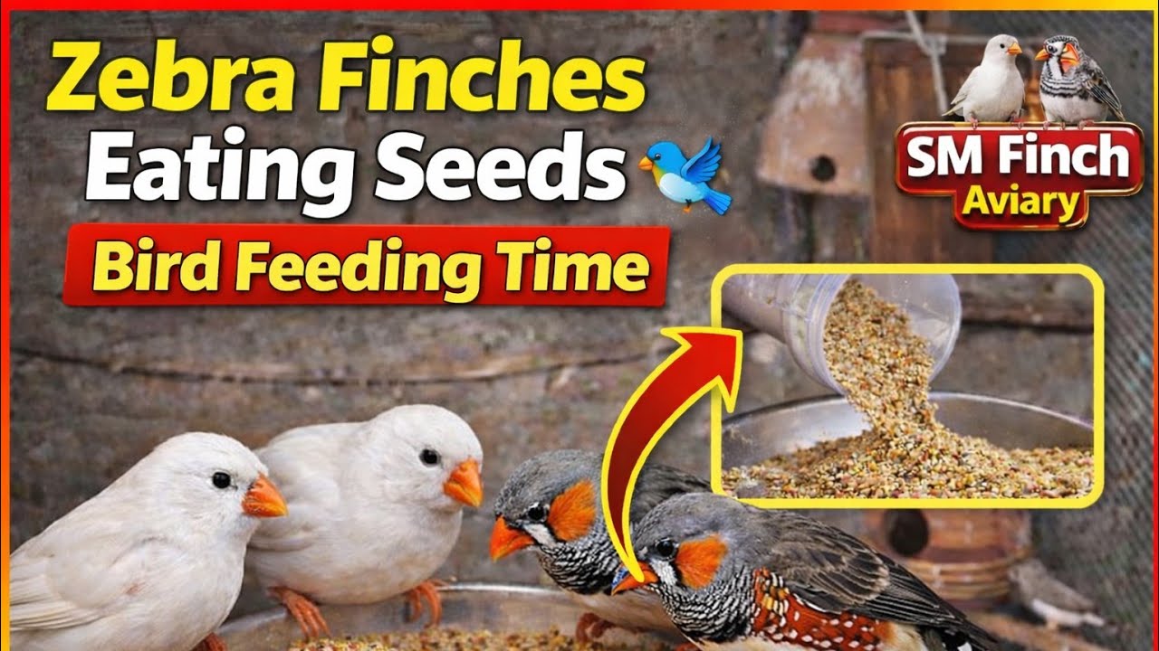 Zebra Finches Eating Seeds 🐦 | Bird Feeding Time | SM Finch Aviary
