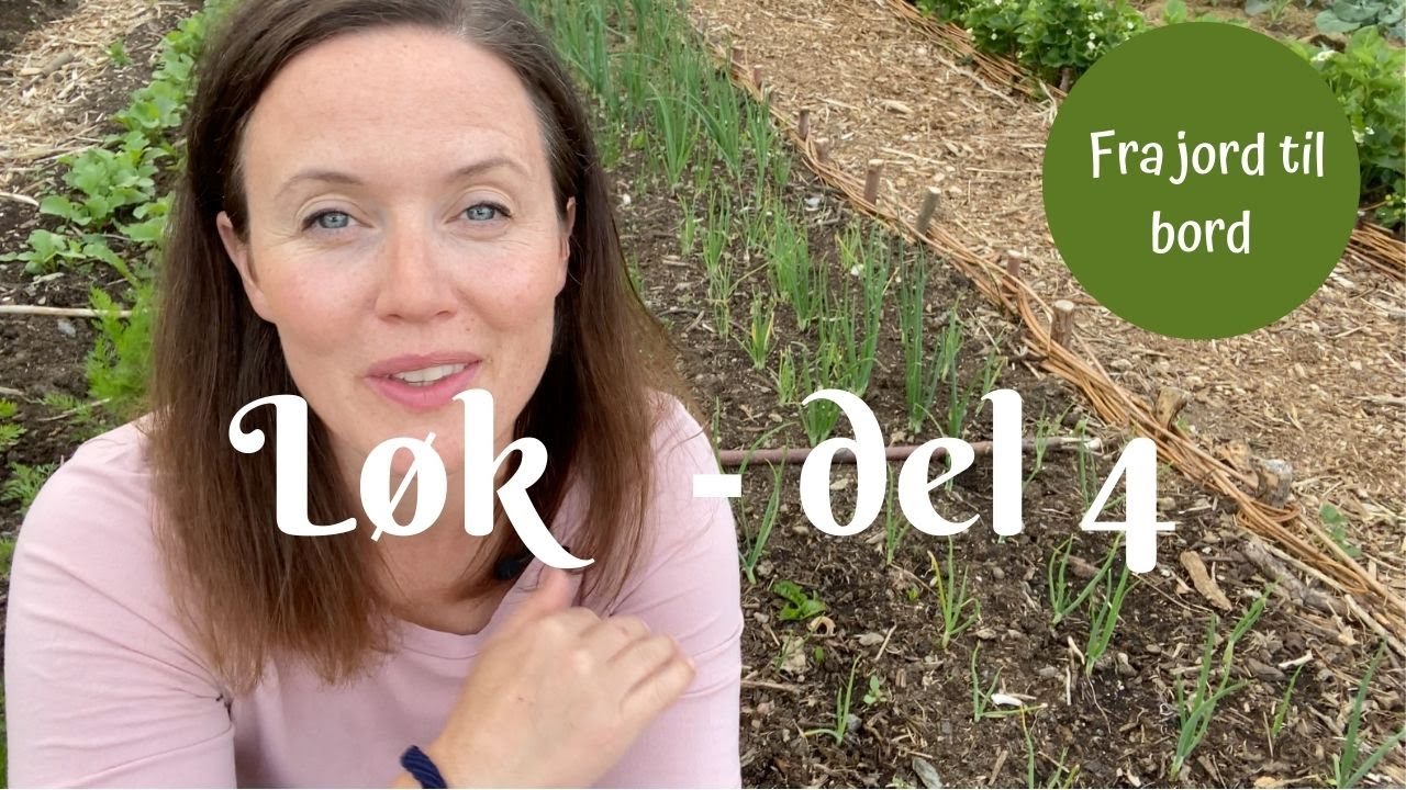 Løk fra jord til bord - del 4 | Gressdekke og oppdatering i juni