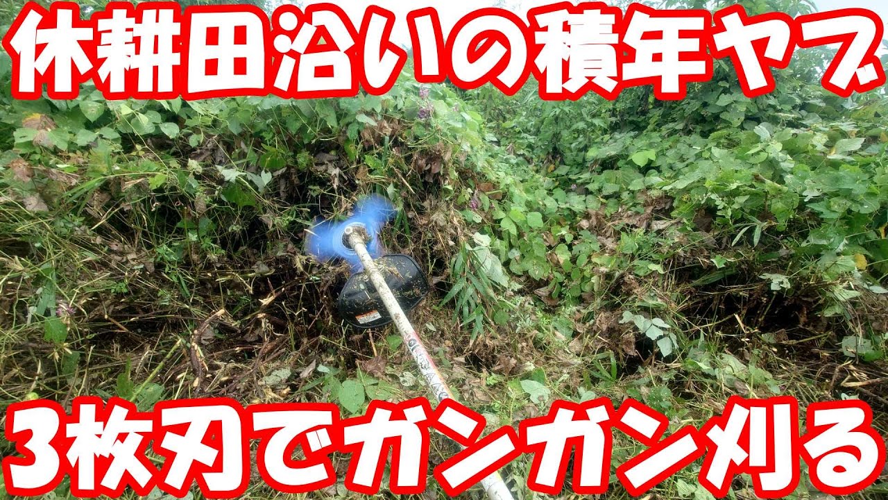 葛とイバラと謎の背高雑草が迫る休耕田に3枚刃で立ち向かう。#草刈り #mower 