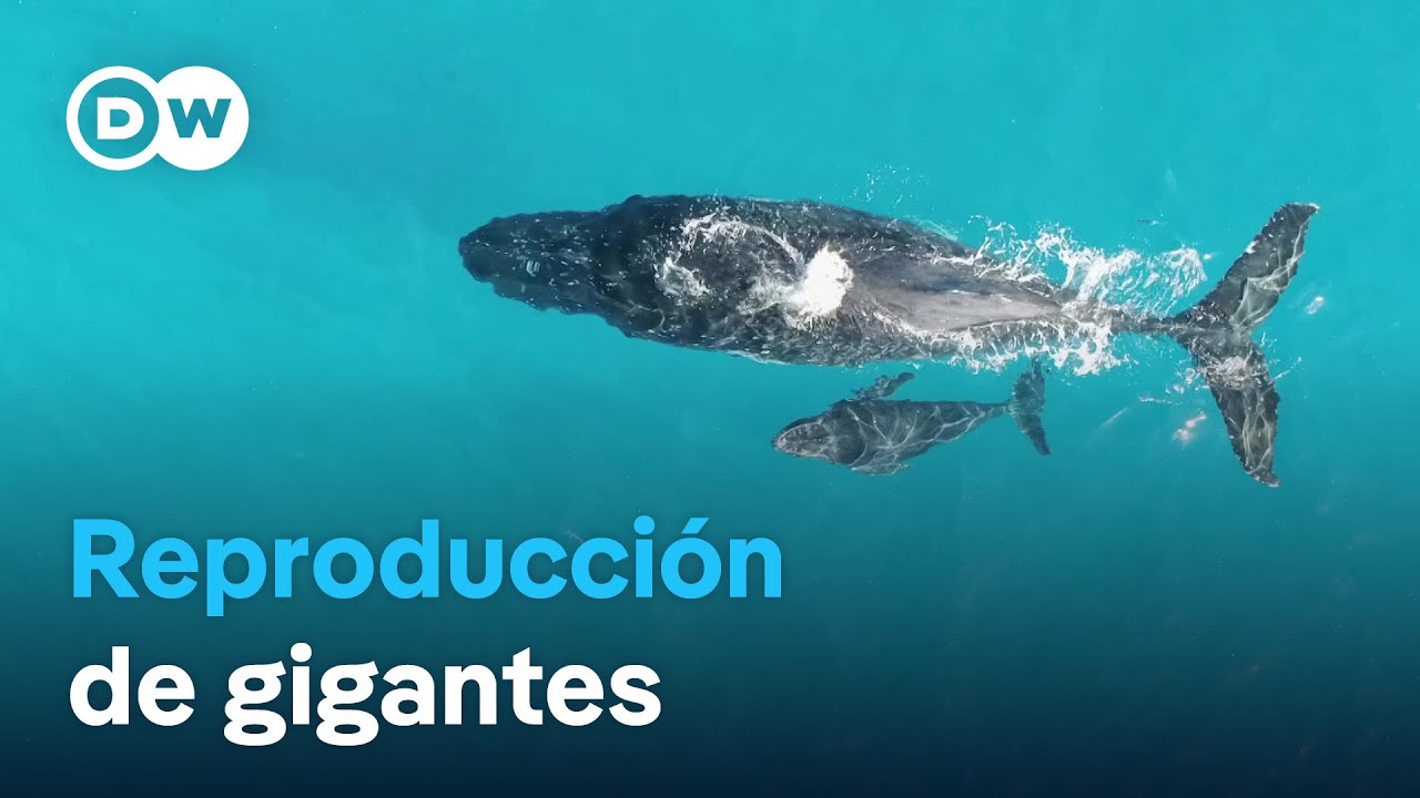 Las ballenas jorobadas dan a luz en Costa Rica