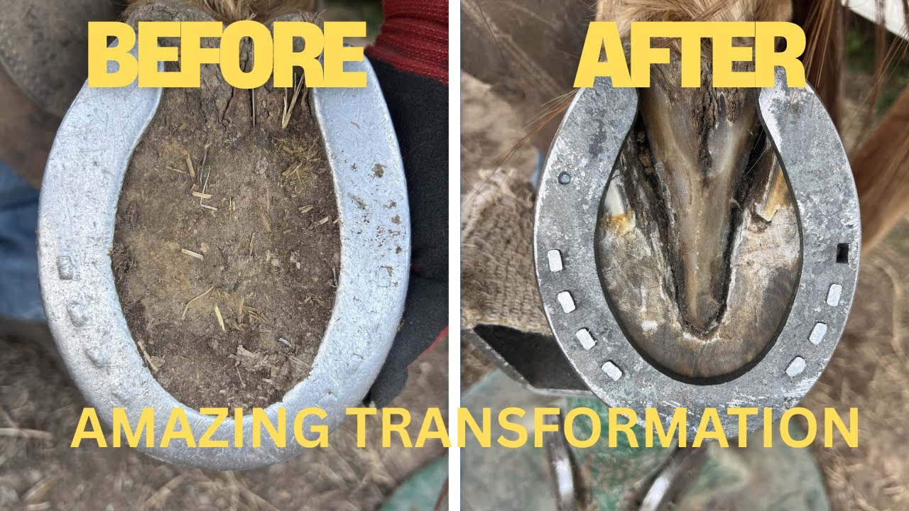 HORSESHOEING TRANSFORMATION #asmr #horse 