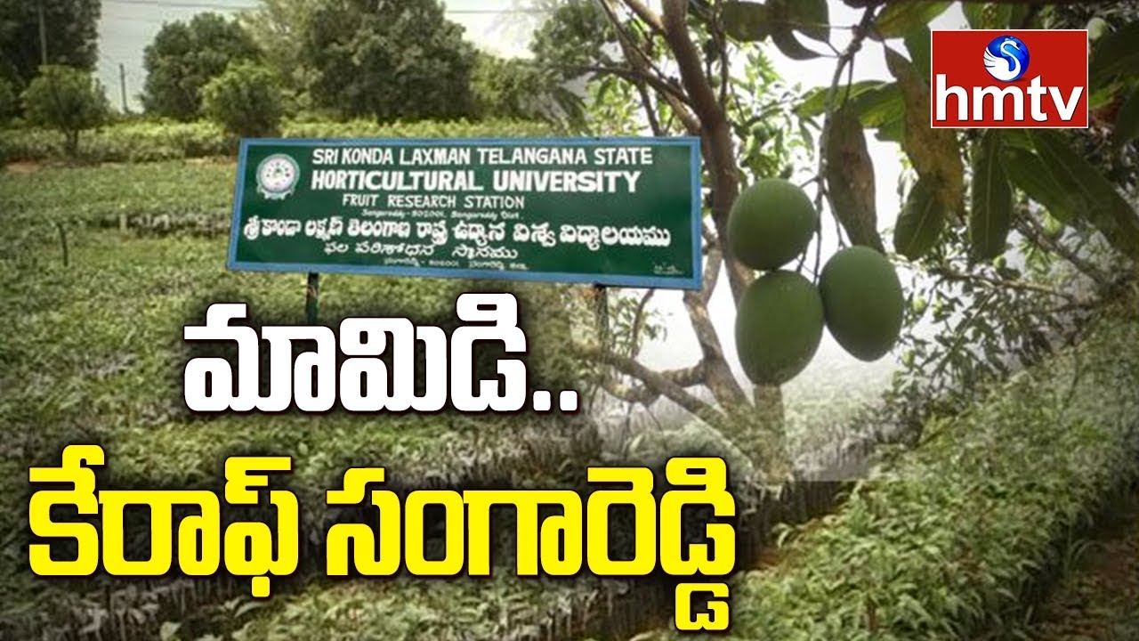 Special Story On Sangareddy Mango Nurseries | hmtv Telugu News