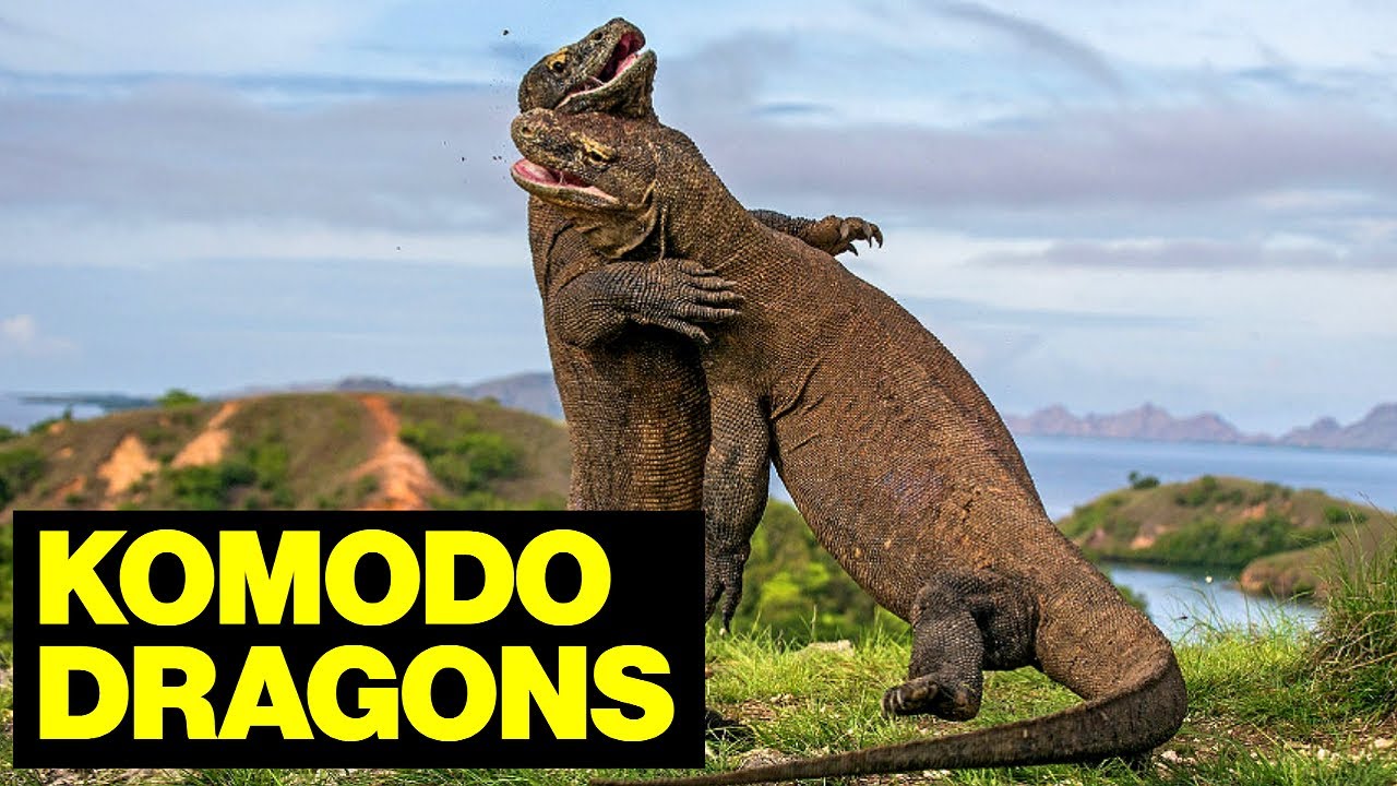 Komodo Dragon — The LARGEST Lizard In The World // Wildlife Photographer
