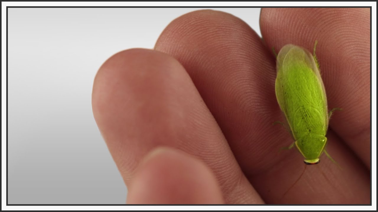 Our Little Green Friends | Green Banana Roach