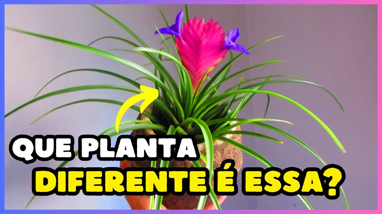TILLANDSIA CYANEA: conheça um pouco sobre essa bela bromélia