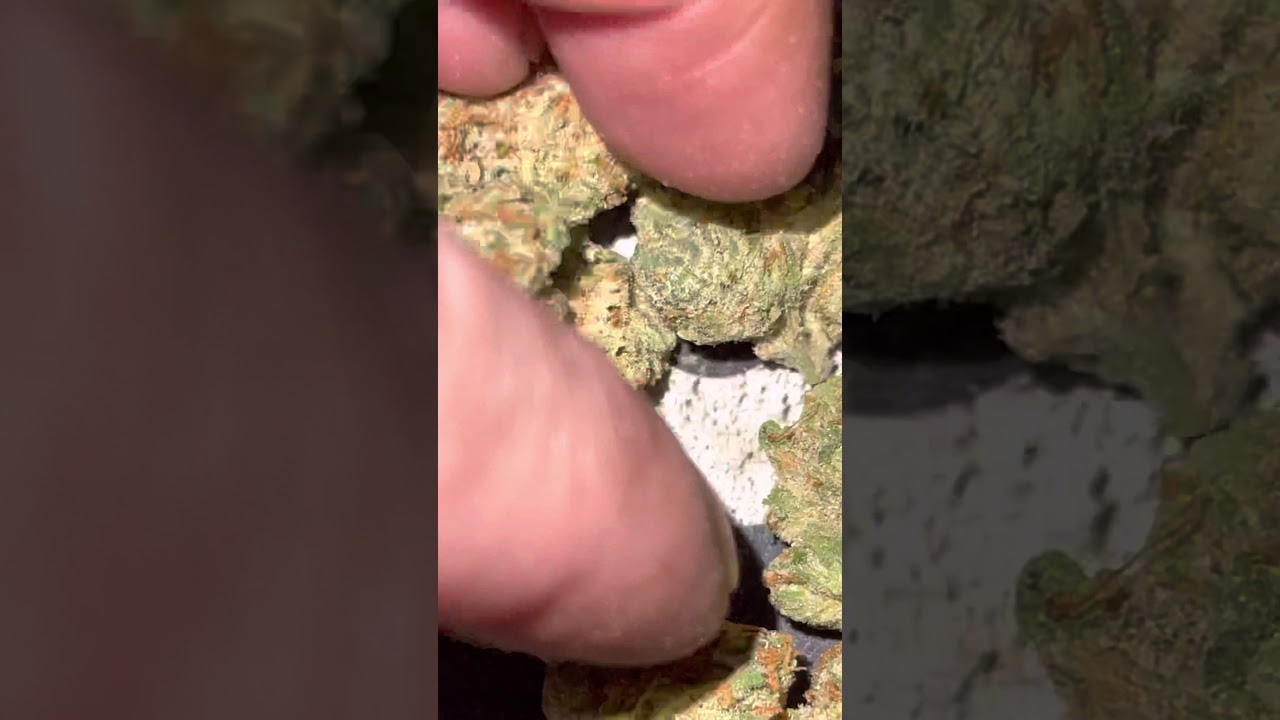 #sherb Sherb strain
