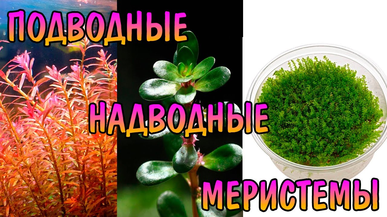 НАДВОДНЫЕ, ПОДВОДНЫЕ ИЛИ МЕРИСТЕМЫ. ЧТО ВЫБРАТЬ?