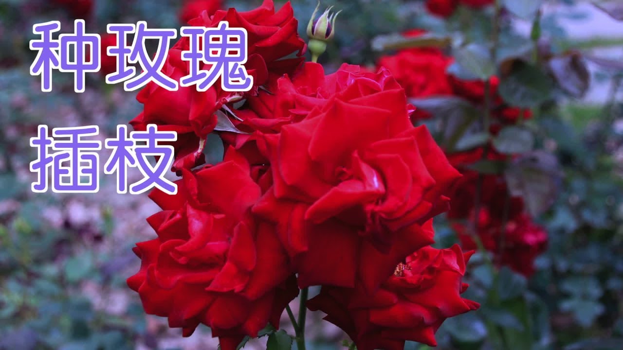 种玫瑰如何插枝