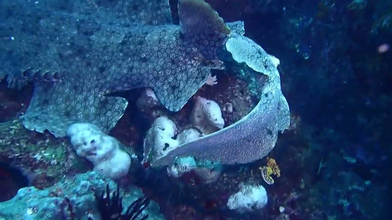 Shy carpet shark (tasselled wobbegong) at Blue Magic, Raja Ampat, Indonesia.